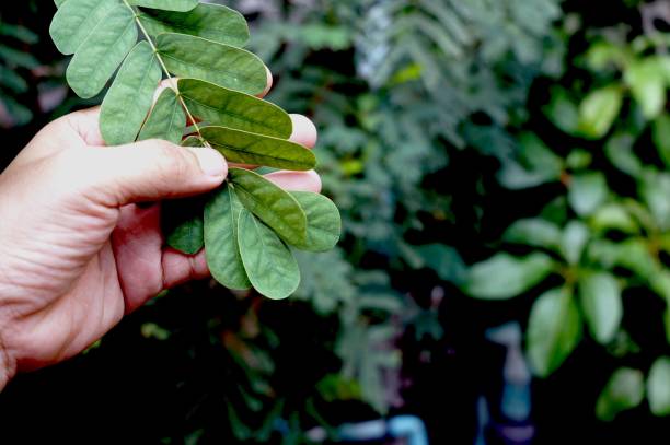 istock A man's hand holding a leaf in nature background, environment concept. 1648185117
