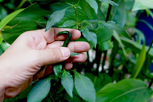 A green fresh chili in hand on the background of green leaves of plants.