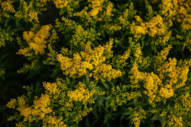 Amarillo Solidago Praecox - foto de stock