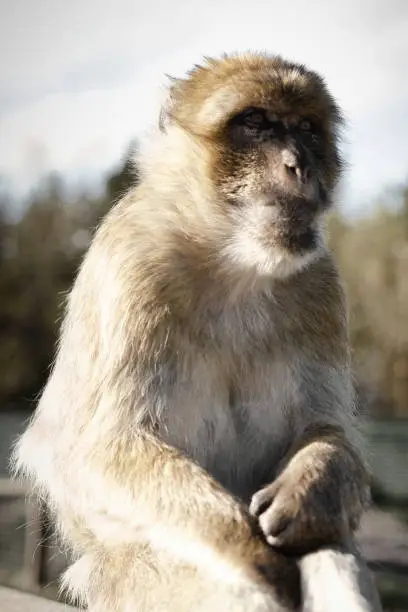 Photo of baboon sitting by water. Great ape in nature. brown white fur. intelligent mammal