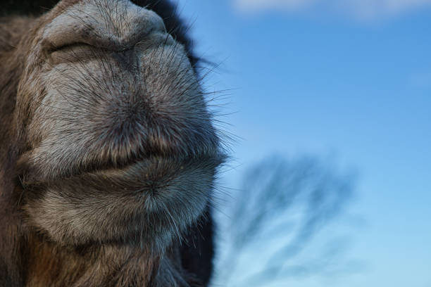 kamelschnauze. lustiges tierfoto eines großen säugetiers. weiche braune schnauze des tieres - camel animal dromedary camel desert stock-fotos und bilder
