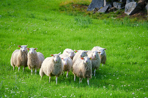 Flock of sheep on a green meadow of grass. Scandinavian landscape. Farm animal with wool. Animal shot