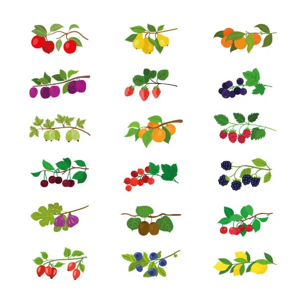 Vector illustration of Assorted fruits dangle from a verdant twig adorned with vibrant leaves.