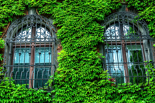 Green ivy leaves covered old town house facade. Creeper plants cover townhouse with wooden barred windows in summer town. Antique window with wrought iron bars and creeping grape in residence
