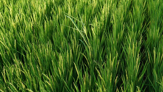 background of many rice plants in rice fields