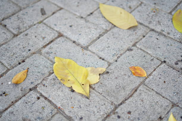 istock dry leaves on paving blocks 1648193329