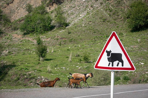 Pets herd of goats, cross the road under the sign, be careful of animals