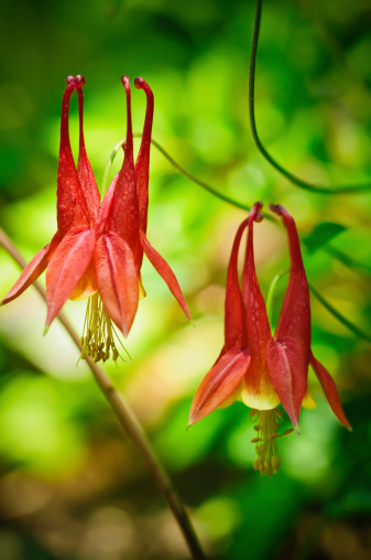 Wild Columbine (Aquilegia Canadensis).