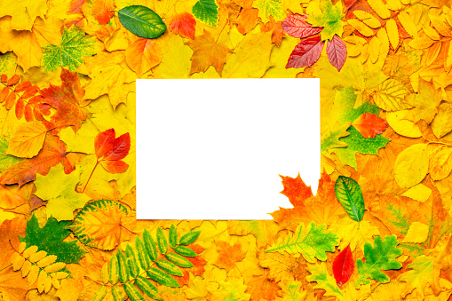 A4 design autumn background fall design template A4 paper. White sheet paper on colorful leaves pattern autumn leaves background thanksgiving layout autumn blank paper. A4 mockup fall leaves template