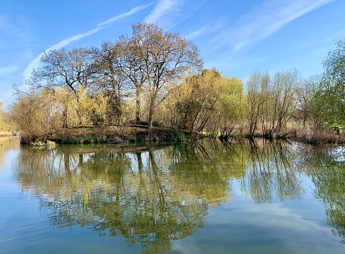Trees reflected in the water on a sunny spring morning at Mount Pond on Clapham Common, London, England.