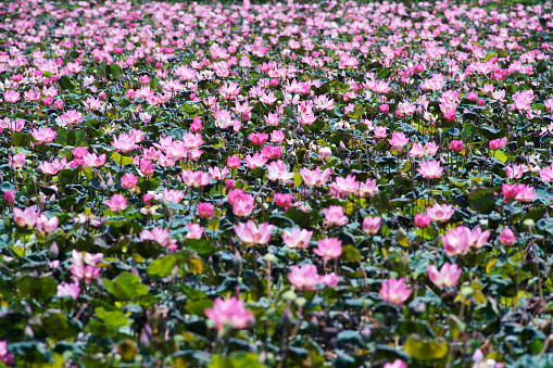 pond of beautiful blooming pink lotus flower