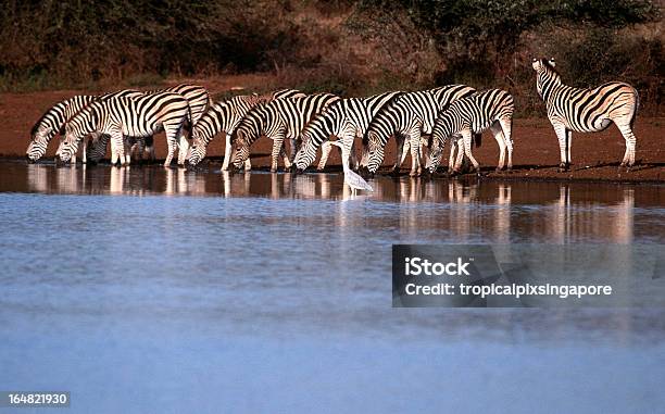 Republika Południowej Afryki Zebra Picia W Wodopój - zdjęcia stockowe i więcej obrazów Park Narodowy Krugera