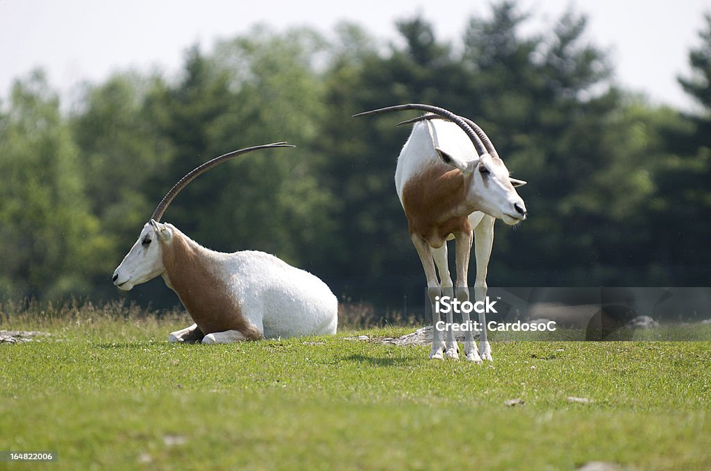 animali - Foto stock royalty-free di Agricoltura