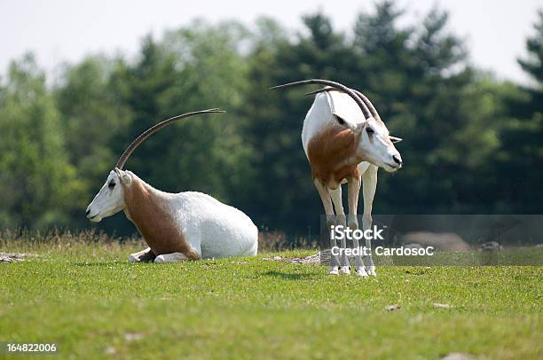 Animali - Fotografie stock e altre immagini di Agricoltura - Agricoltura, Ambientazione esterna, Animale