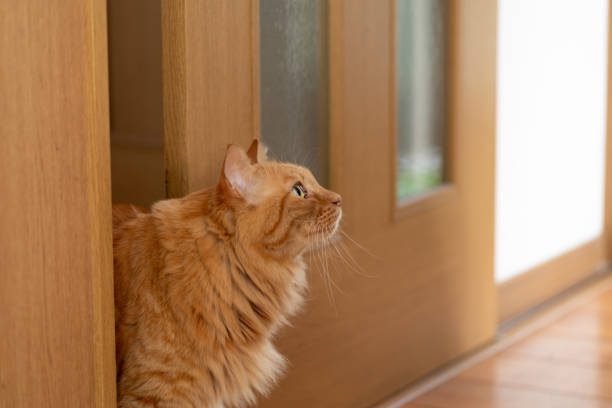 istock cat sticking out the door 1648220455