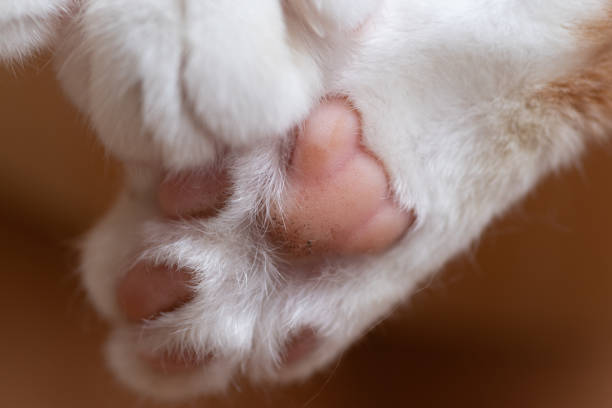 lindas patas de gato - almohadillas pata de animal fotos fotografías e imágenes de stock