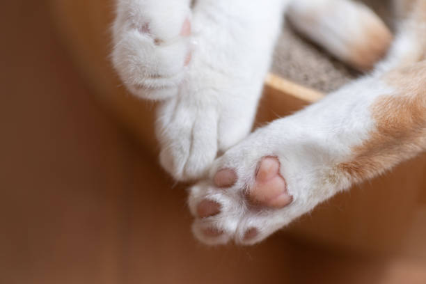 lindas patas de gato - almohadillas pata de animal fotos fotografías e imágenes de stock