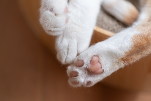 Cat paw close-up
