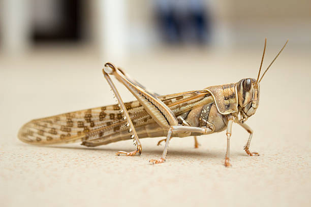 Locust Sand colored grasshopper giant grasshopper stock pictures, royalty-free photos & images