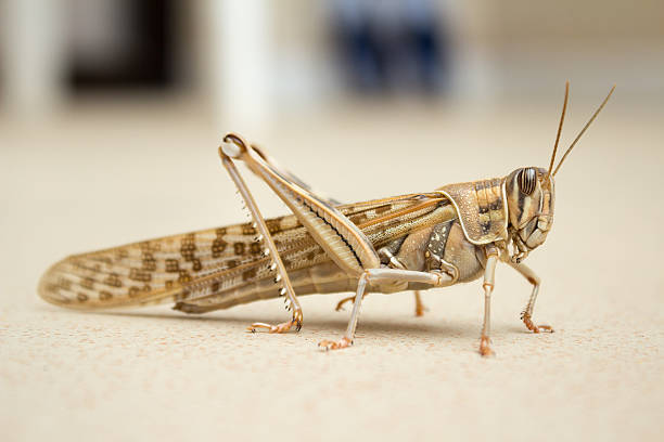 szarańcza - giant grasshopper zdjęcia i obrazy z banku zdjęć