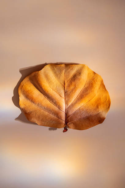 日光のフレア漏れで1枚の秋の色の葉。 - autumn leaf flash ストックフォトと画像