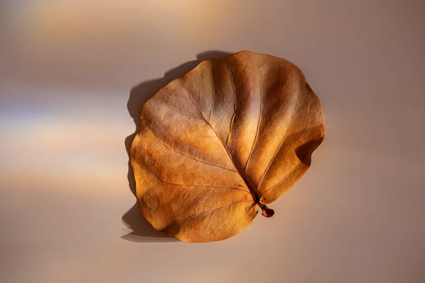 日光のフレア漏れで1枚の秋の色の葉。 - autumn leaf flash ストックフォトと画像