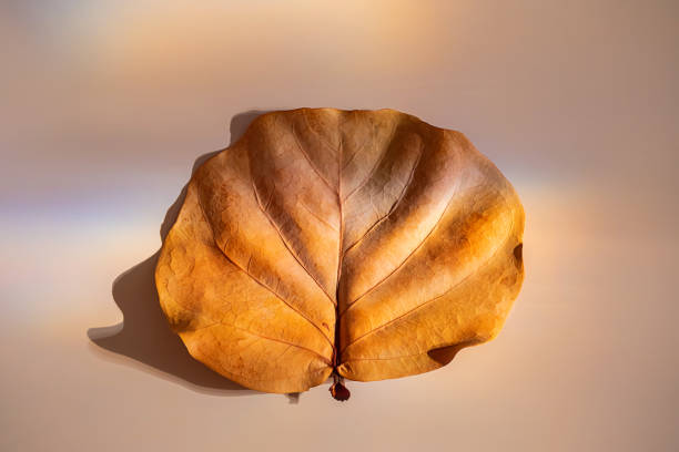 istock One autumn colored leaf in sunlight flare leak. 1648248423