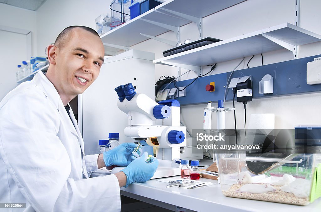 Young scientist works with laboratory mice Young scientist works in the lab Mouse - Animal Stock Photo