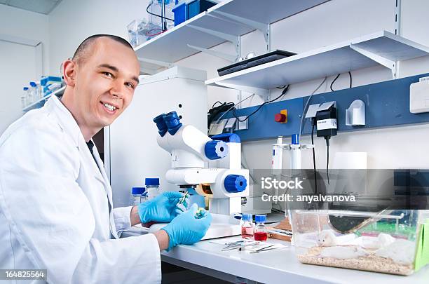 Young Scientist Works With Laboratory Mice Stock Photo - Download Image Now - Mouse - Animal, Laboratory, Research