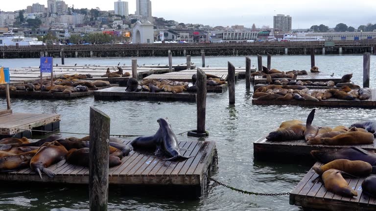 Sea lions or seals relaxing in the sun at Pier 39