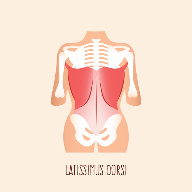 광배근 - latissimus dorsi illustrations stock illustrations