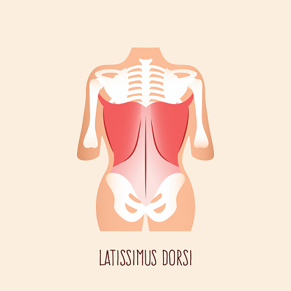 Latissimus dorsi muscle on human body. Vector illustration.