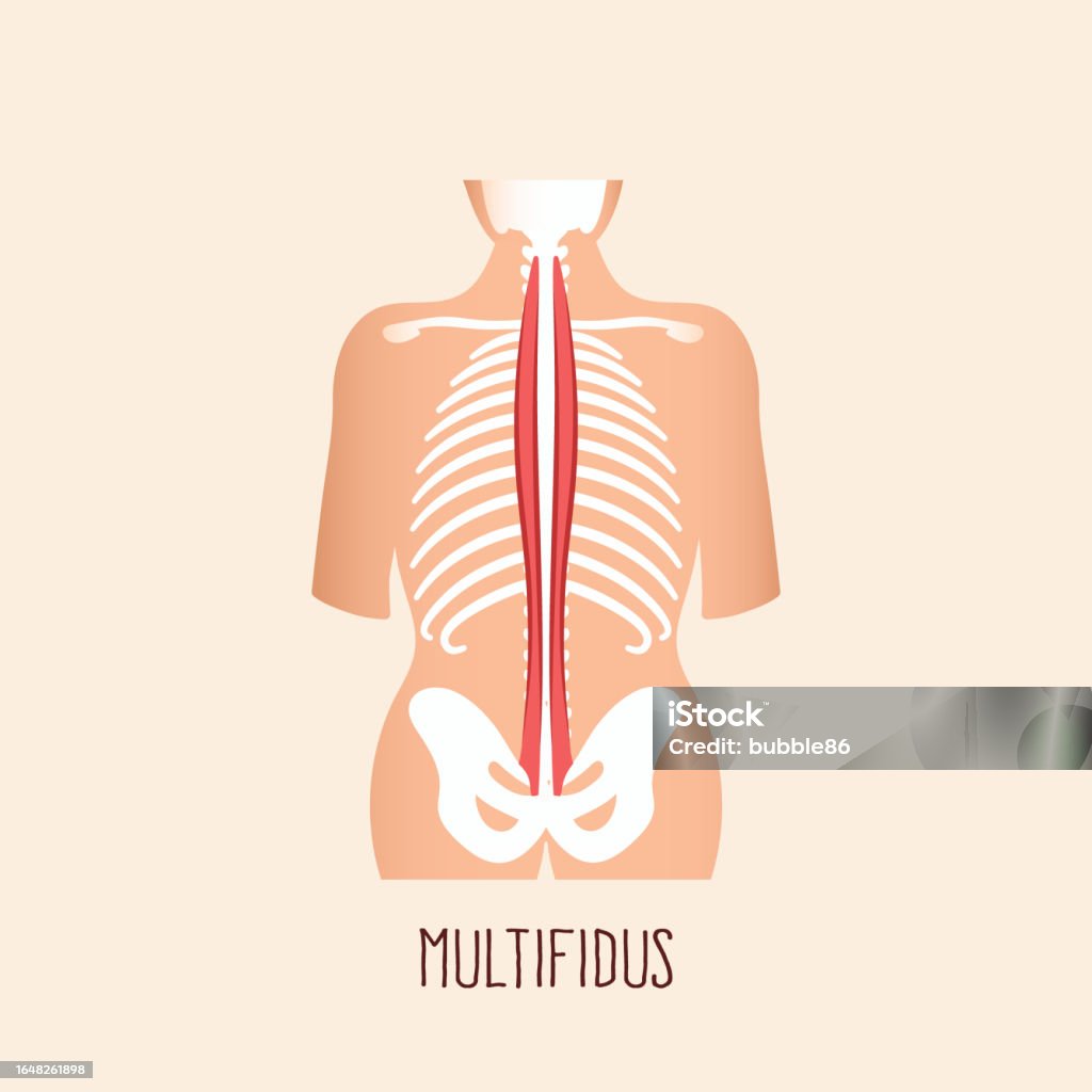 Multitidus Multifidus Muscle Stock Illustration - Download Image Now - Anaerobic ...