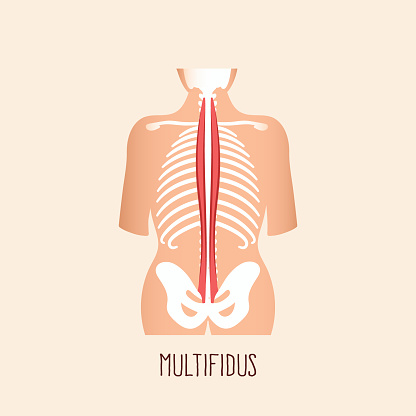 Musculus Multiduvus Multifidus Muscle Stock Illustration - Download Image Now - Anatomy ...