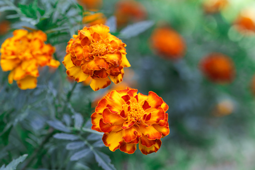 French orange marigold flower (Tagetes) in full bloom
