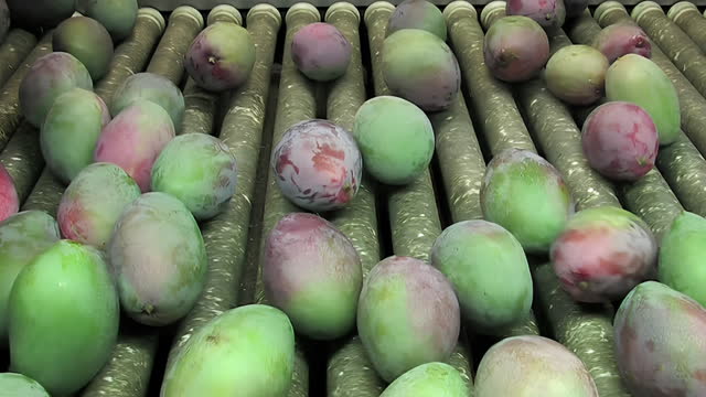 Mangoes fruit in packaging line3 62 4K