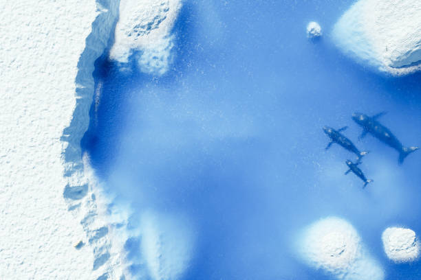 drone view of an arctic glacier with whales top view of a glacier cliff in the arctic ocean with whales underwater and melting ice chunks. copy space. concept of nature and global warming. 3d rendering glacier bay stock pictures, royalty-free photos & images