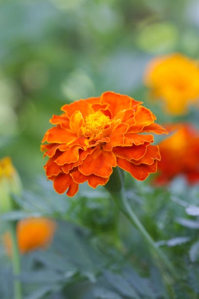 istock French orange marigold flower (Tagetes) in full bloom 1648329812