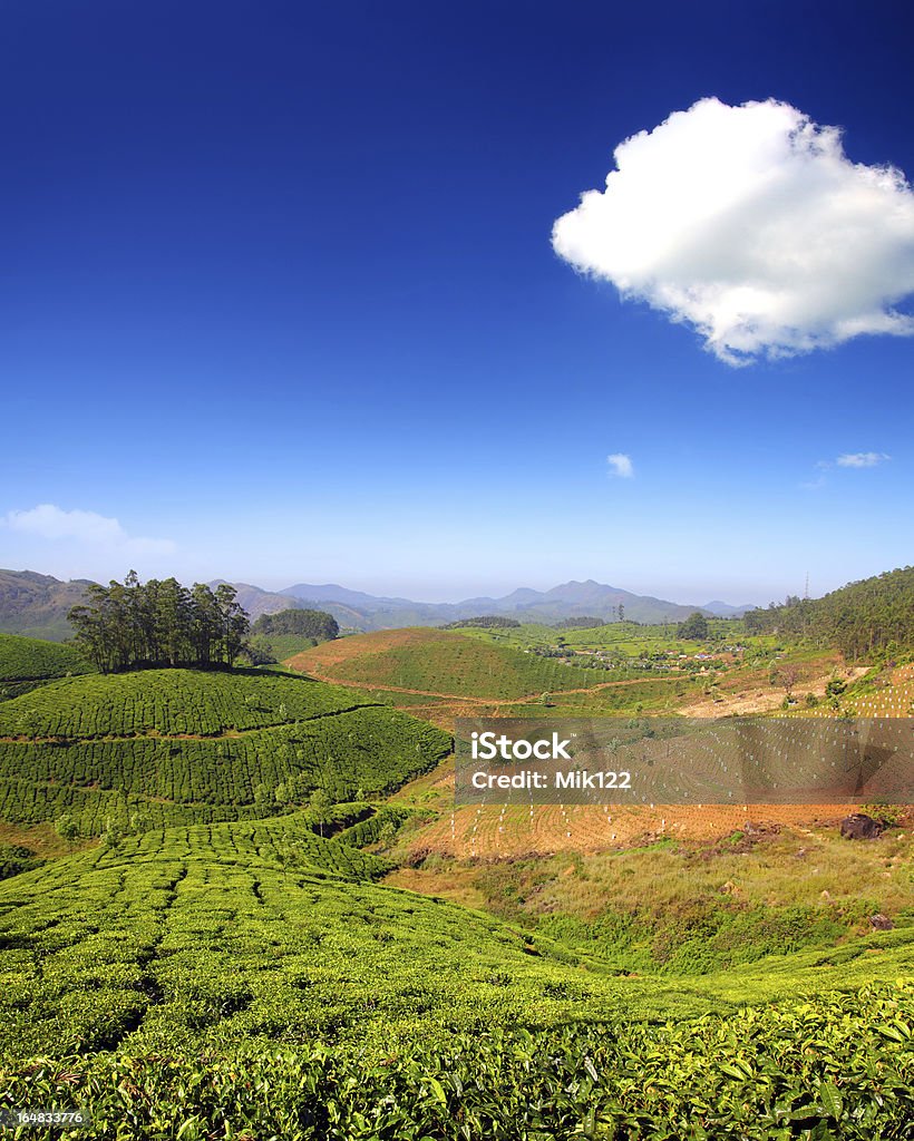 Plantação de chá de montanha na Índia - Royalty-free Agricultura Foto de stock