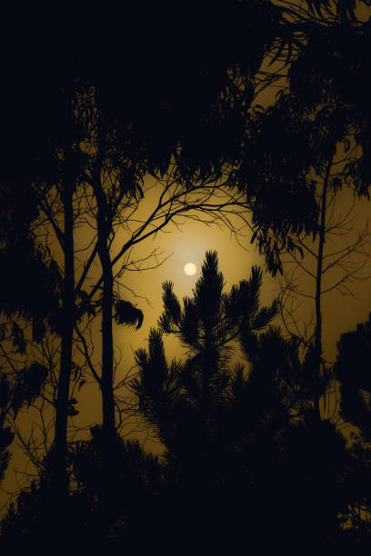 Sunset behind the branches and trees of the forest