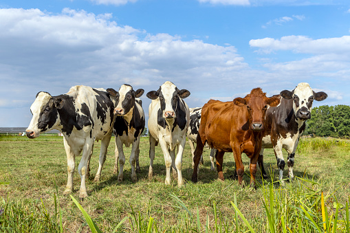 Herd cows standing in a row side by side; full length in a pasture; a panoramic wide view; green field and clouds in the sky