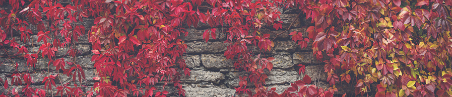 Background of the old stone wall covering by ivy with red leaves. Panoramic backdrop.