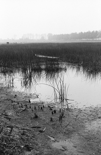 Grainy analog photo of foggy dried up lake with a abandoned boat between reeds