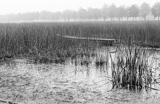 Grainy analog photo of foggy dried up lake with a abandoned boat between reeds