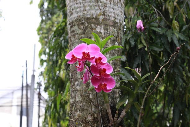 istock purple moon orchid (Phalaenopsis amabilis) flower 1648387374