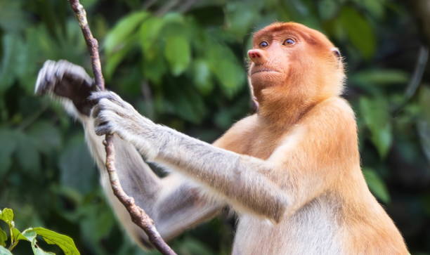 Female Proboscis monkey in Borneo rainforest stock photo