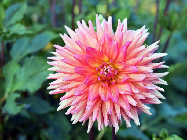 istock Beautiful dahlia flower with raindrops 1648394992