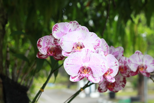 doritaenopsis artificial hybrid genus plant or moon orchid