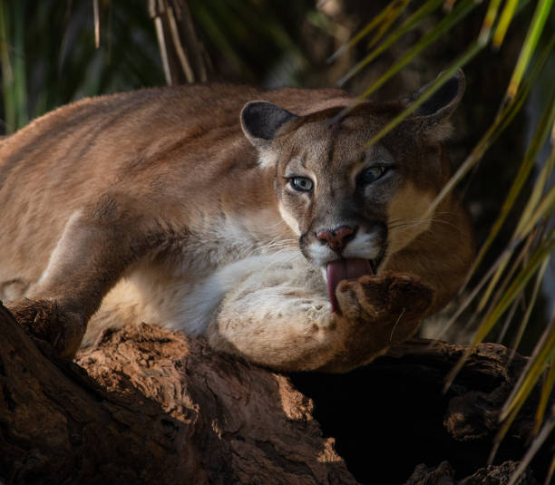 istock A cougar (Puma concolor) licking the paw. 1648426177