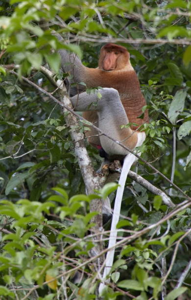 Male Proboscis monkey sitting on a tree branch in Borneo rainforest stock photo